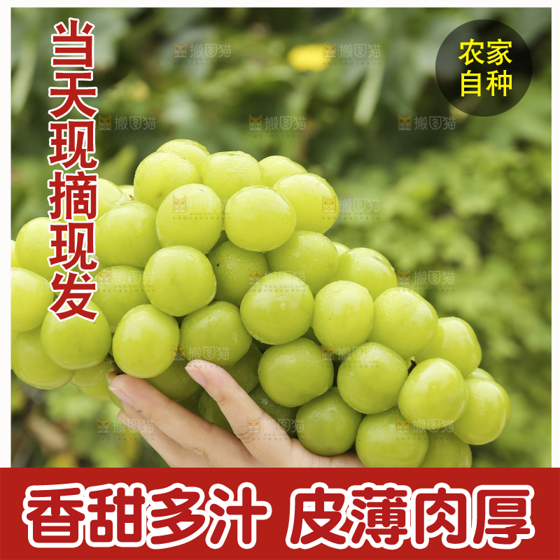 手里拿着阳光玫瑰