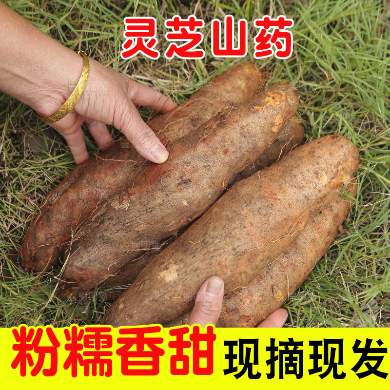 草地上的云南灵芝山药