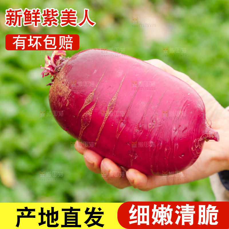 手里拿着紫美人萝卜