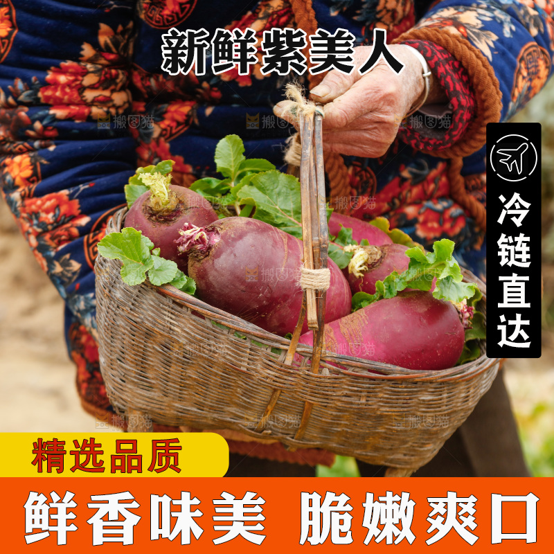 手里拿着紫美人萝卜
