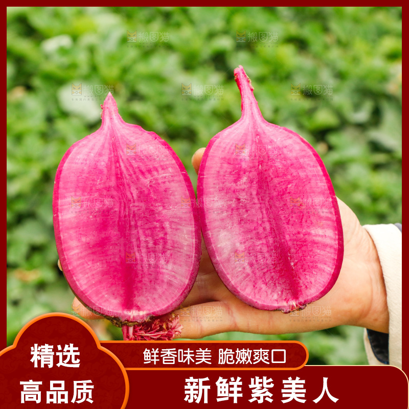 手里拿着紫美人萝卜