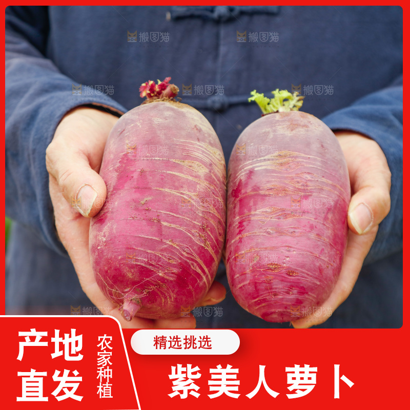 手里拿着紫美人萝卜