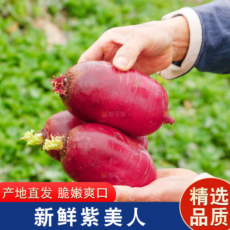 手里拿着紫美人萝卜