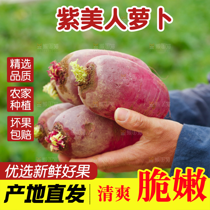 手里拿着紫美人萝卜