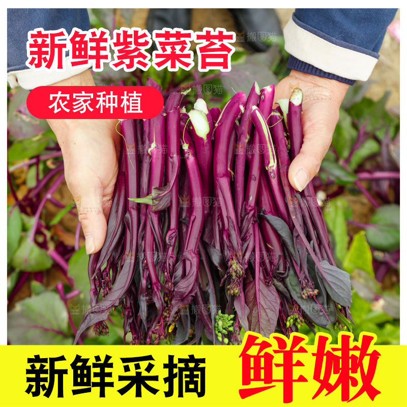 手里拿着紫菜苔