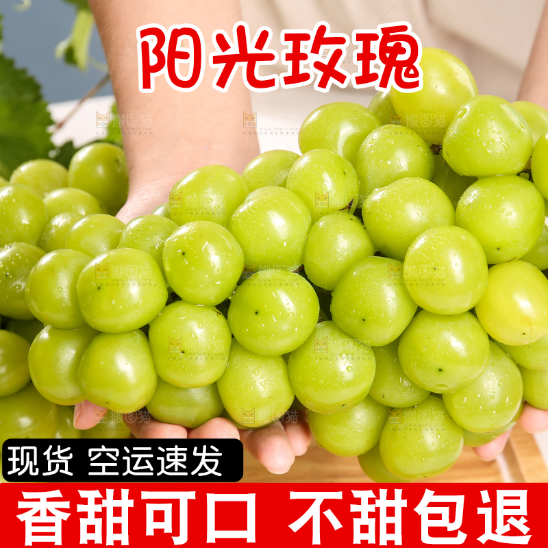 浅底上的晴王香印青提