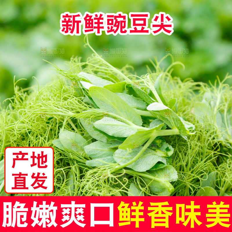 手里拿着豌豆苗