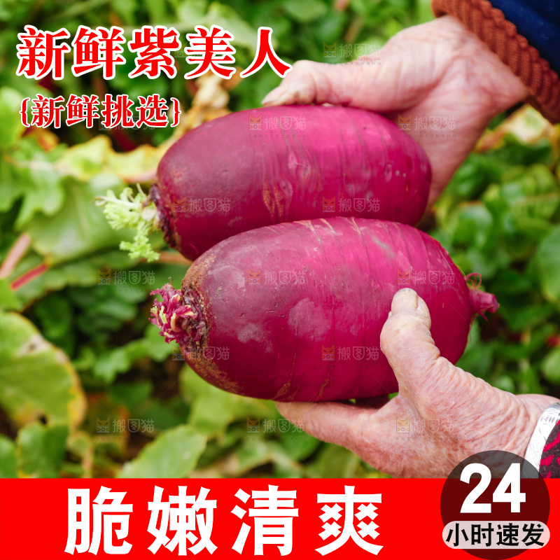 手里拿着紫美人萝卜