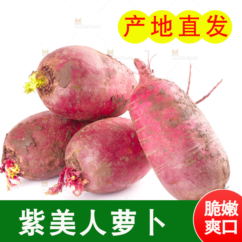 白底上的紫美人萝卜