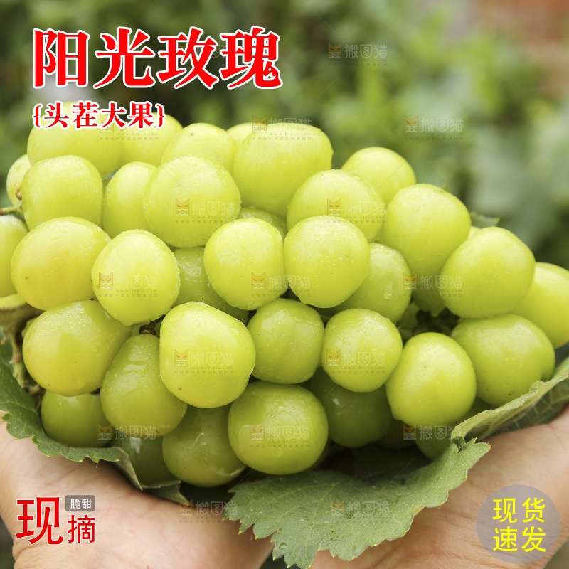 手里拿着阳光玫瑰