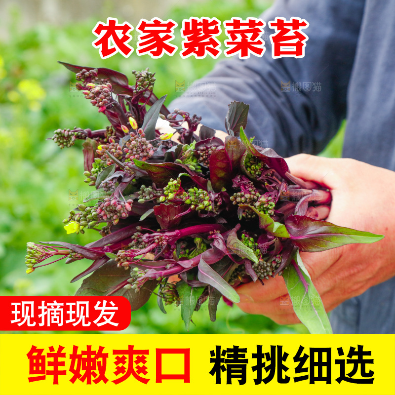 手里拿着紫菜苔