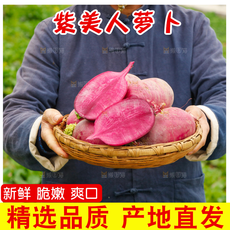 手里拿着紫美人萝卜
