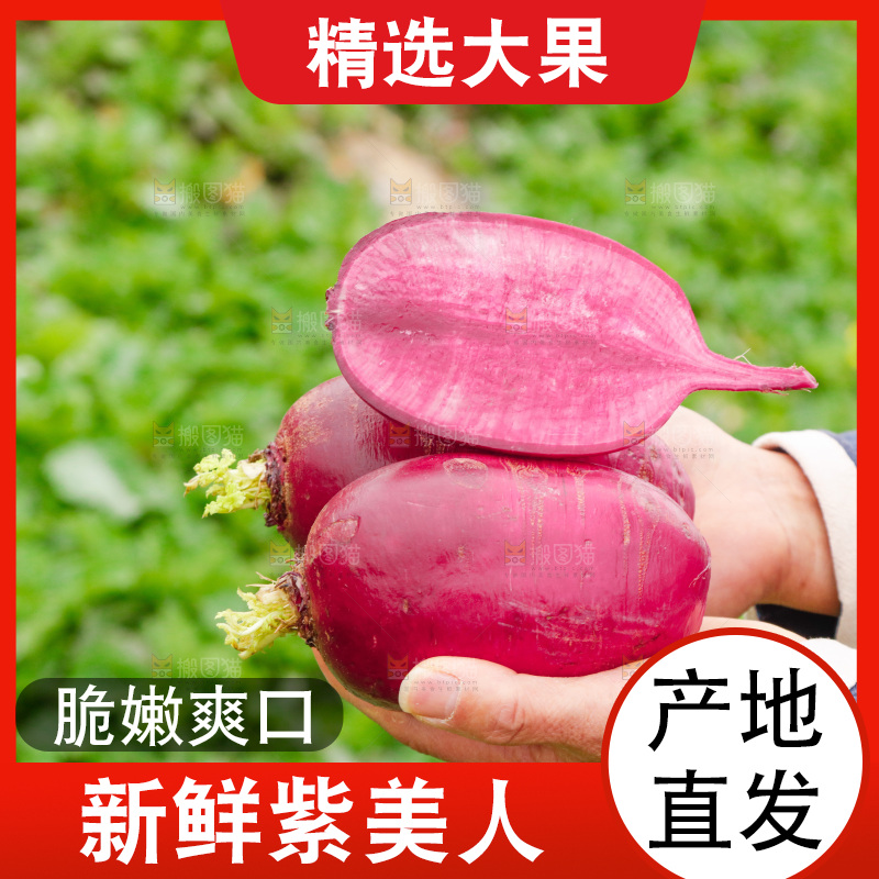 手里拿着紫美人萝卜