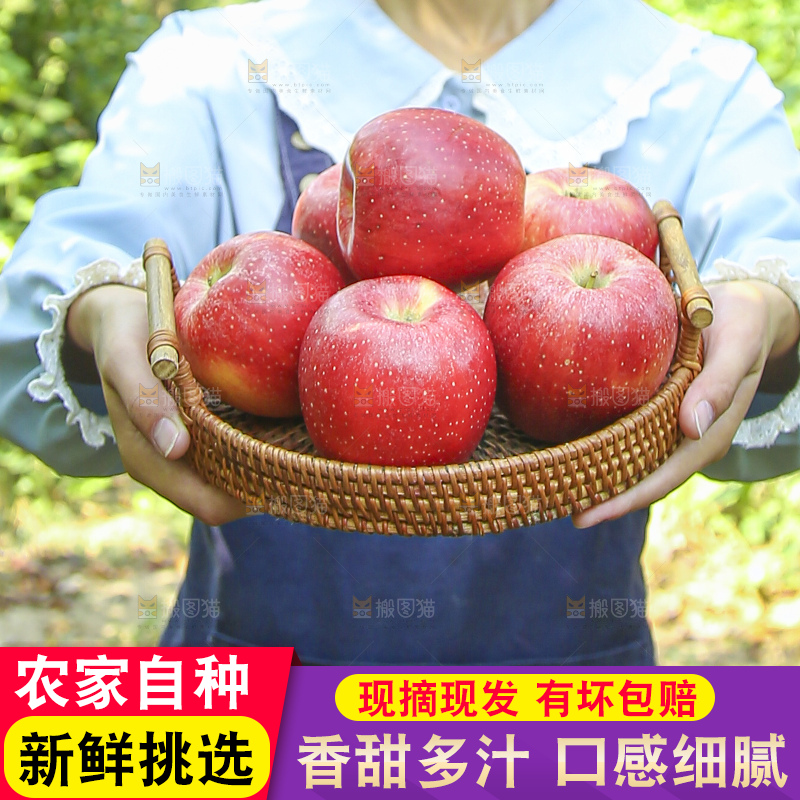 手里拿着高原红苹果