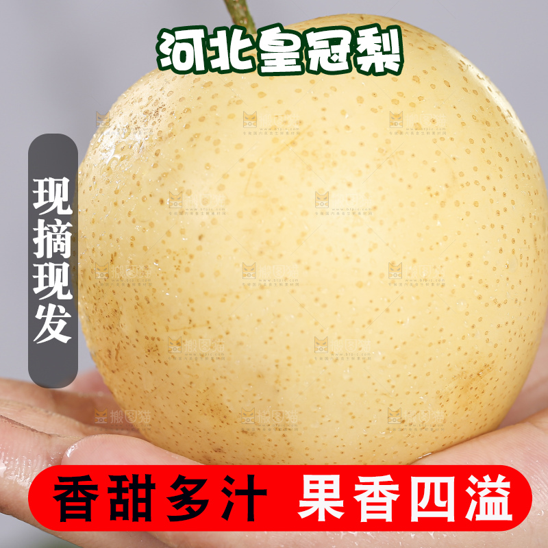 浅底上的皇冠梨