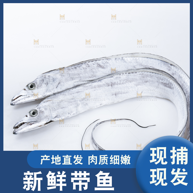 白底上的带鱼