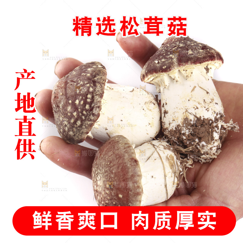 白底上的新鲜松茸菇