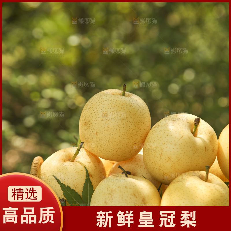 手里拿着新鲜皇冠梨