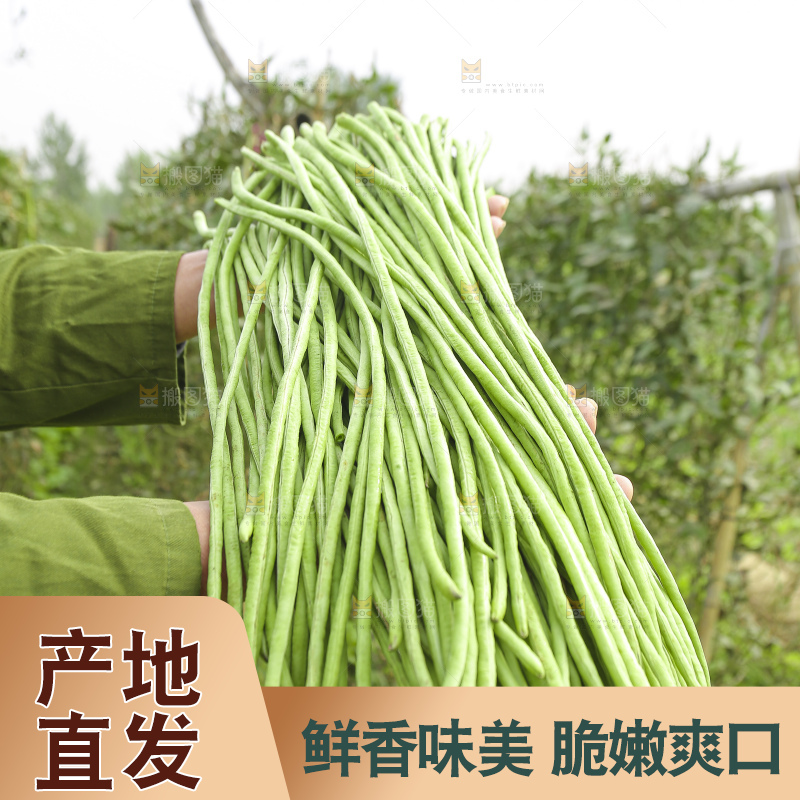 手里拿着鲜嫩长豆角