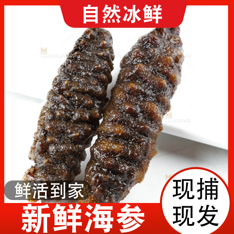 白底上的海参