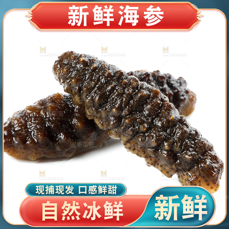 白底上的海参