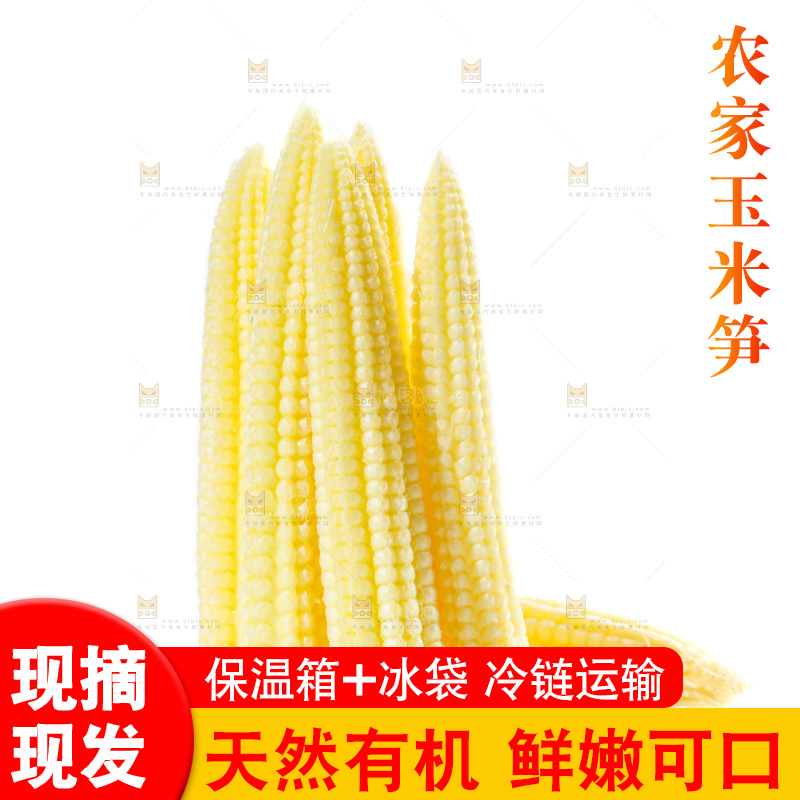 白底上的珍珠笋