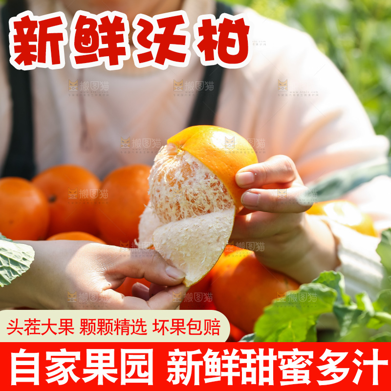 手里拿着新鲜沃柑
