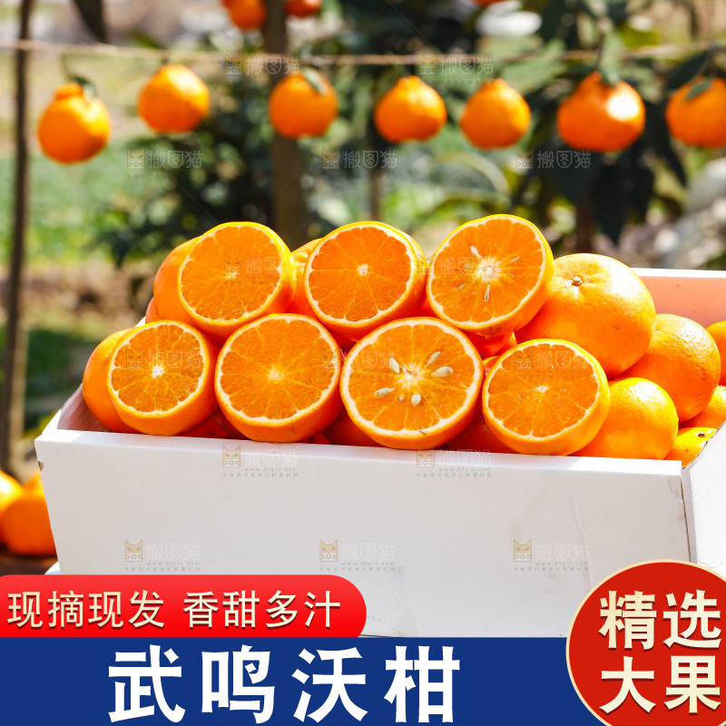 堆放着的新鲜沃柑