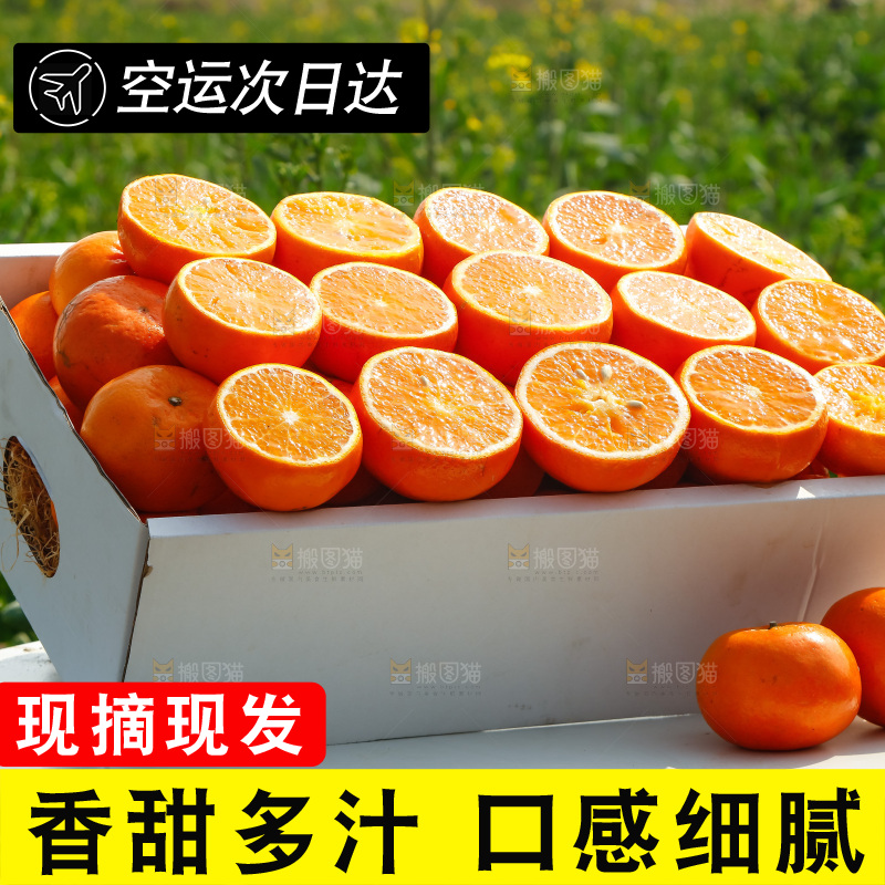堆放着的新鲜沃柑