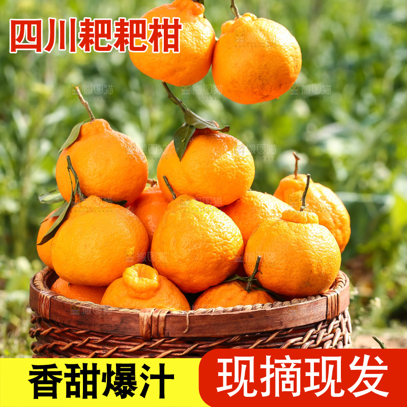 草地上的耙耙柑