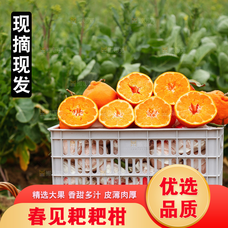 手里拿着耙耙柑