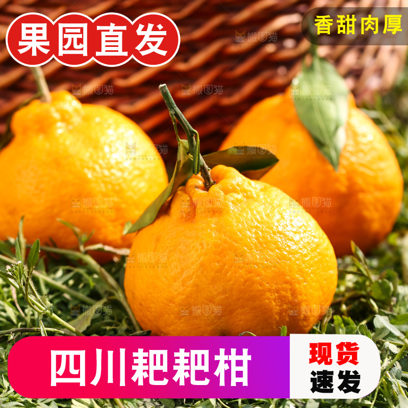 草地上的耙耙柑