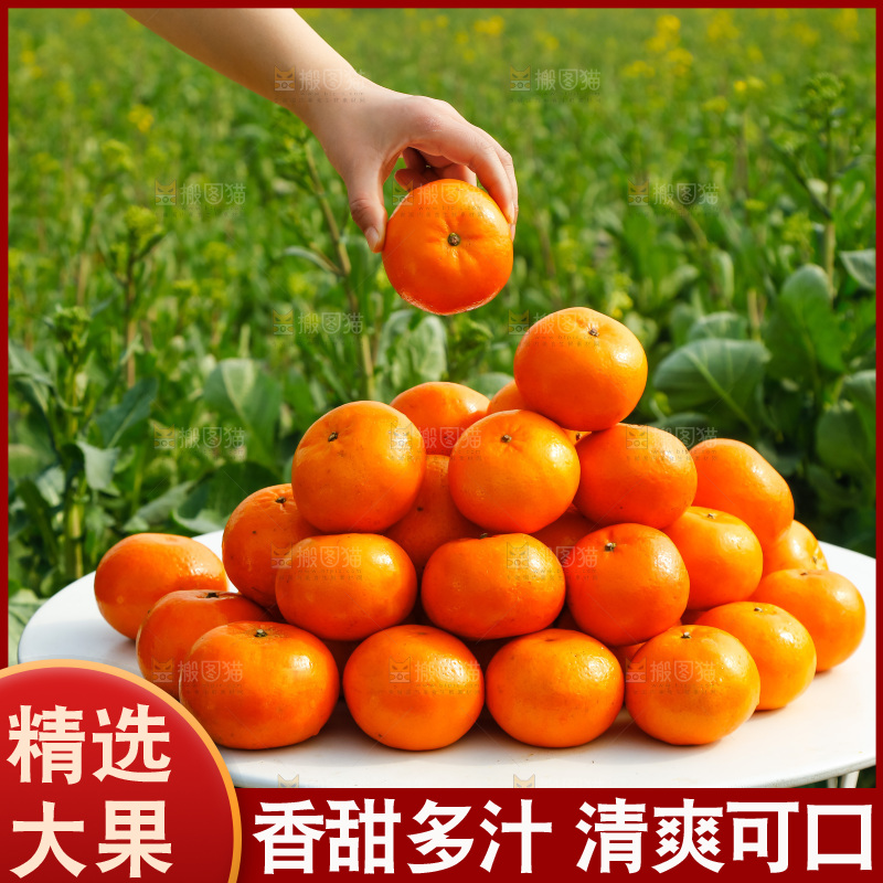 堆放着的新鲜沃柑