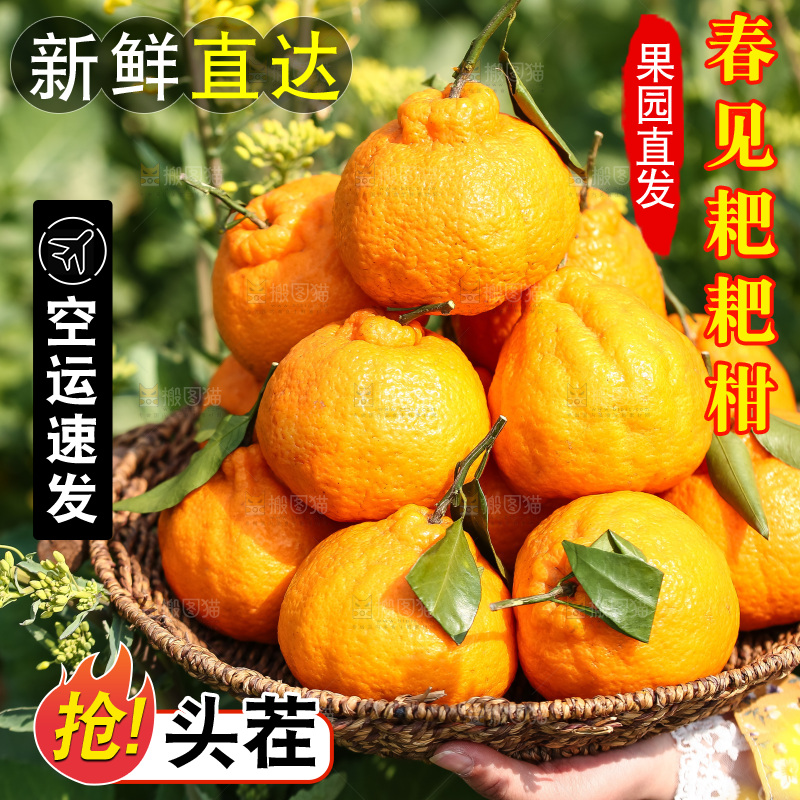 草地上的耙耙柑