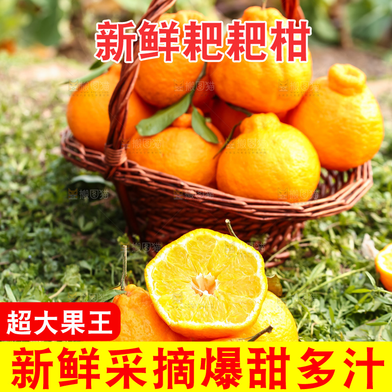 草地上的耙耙柑