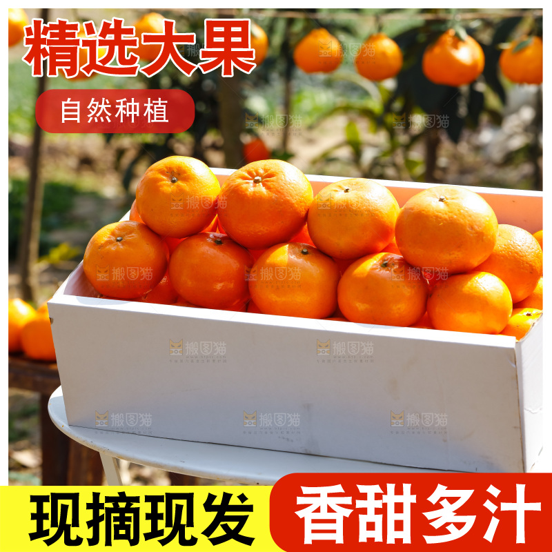 堆放着的新鲜沃柑