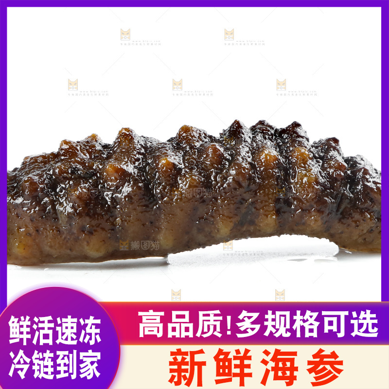 白底上的海参