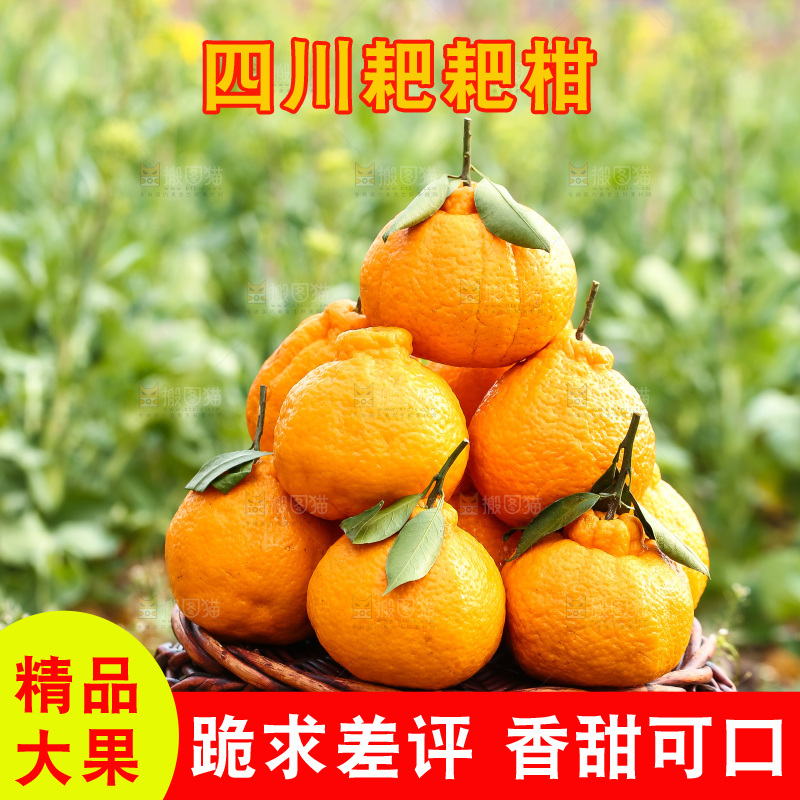 草地上的耙耙柑
