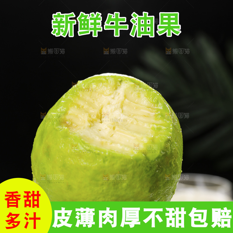 浅底上的巨无霸牛油果