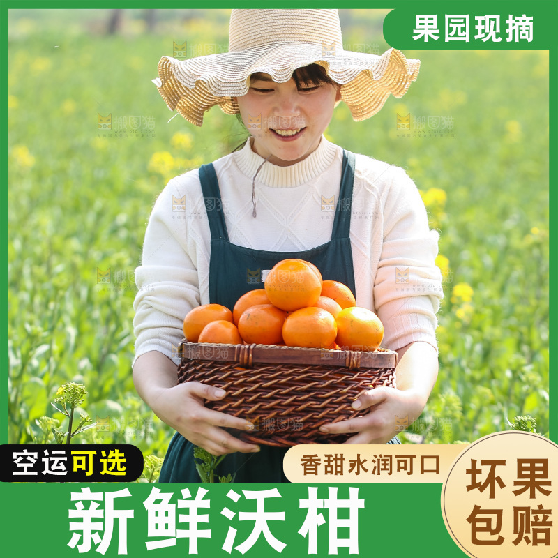手里拿着新鲜沃柑