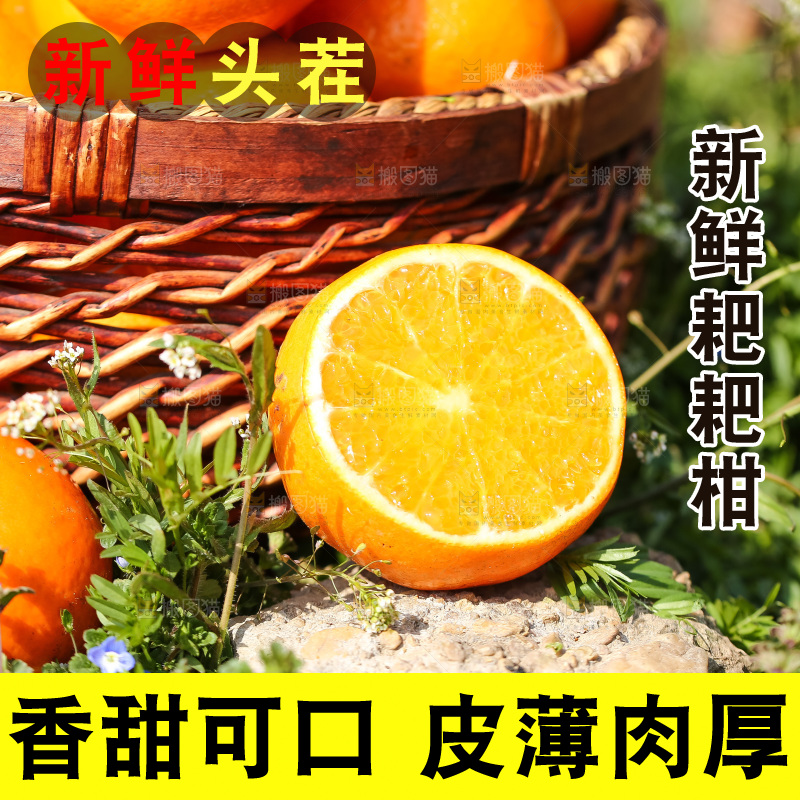 草地上的耙耙柑