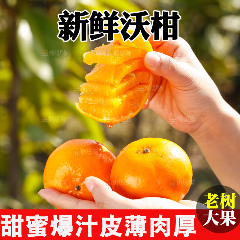 手里拿着沃柑