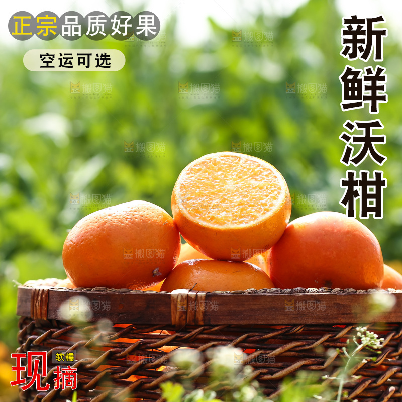 手里拿着新鲜沃柑