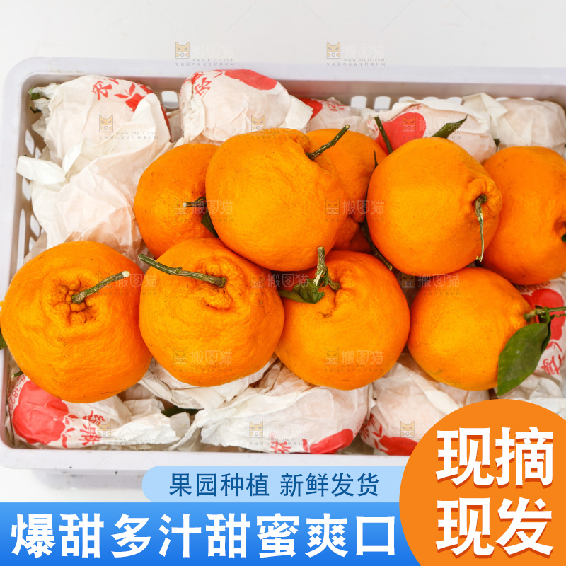 白底上的耙耙柑