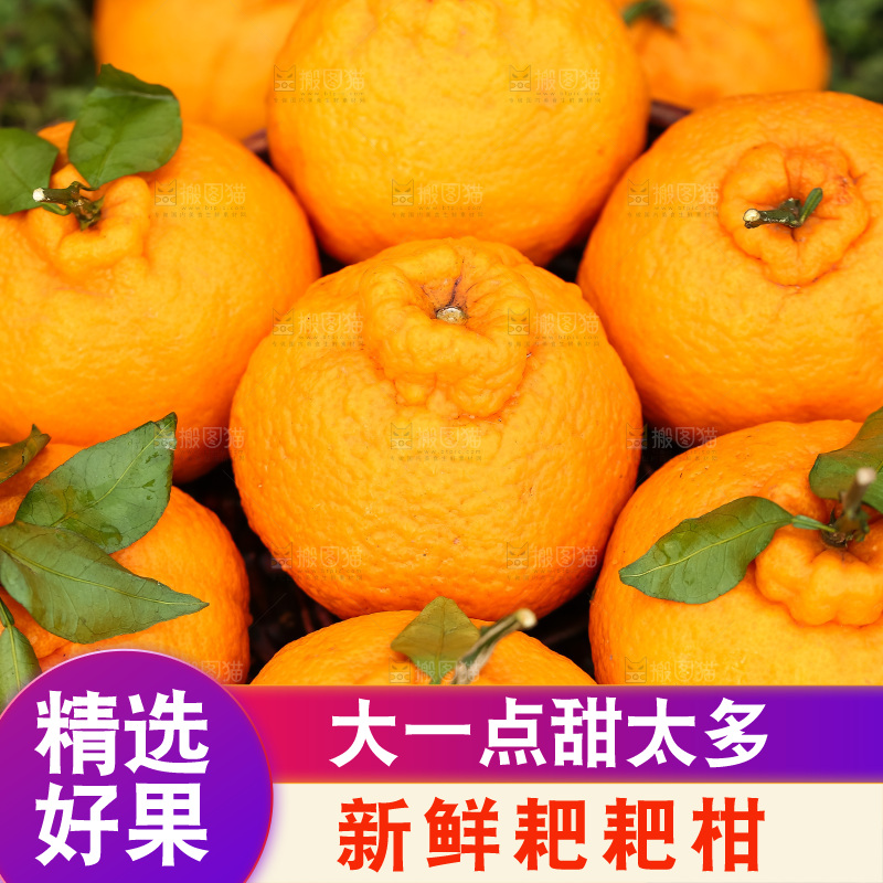 草地上的耙耙柑