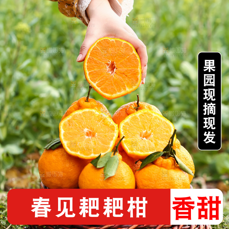草地上的耙耙柑