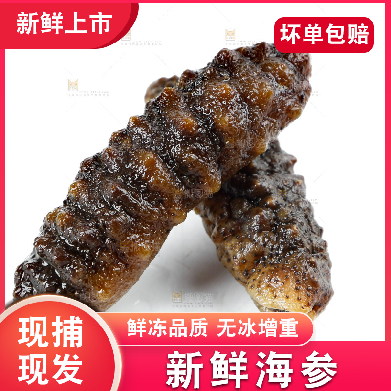 白底上的海参