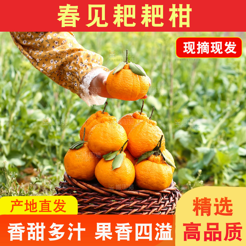草地上的耙耙柑