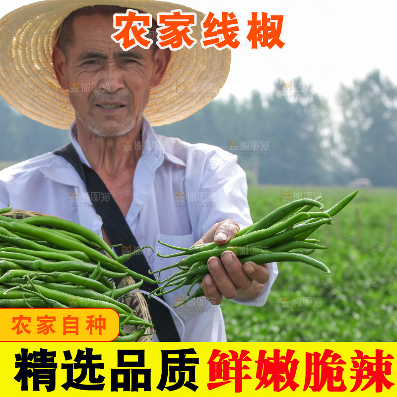 手里拿着现摘线椒