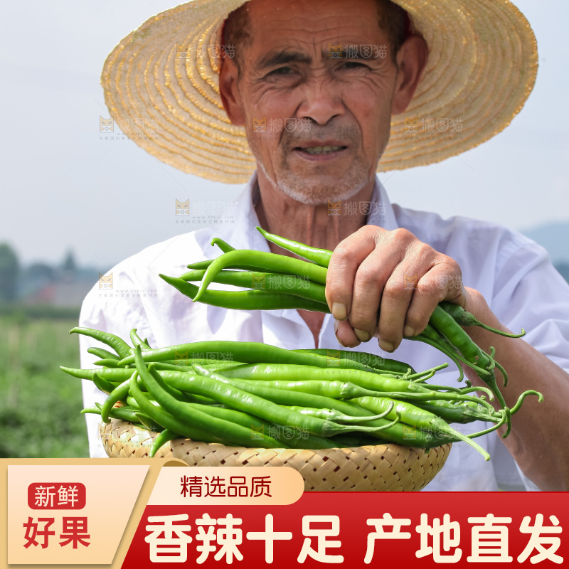 手里拿着现摘线椒